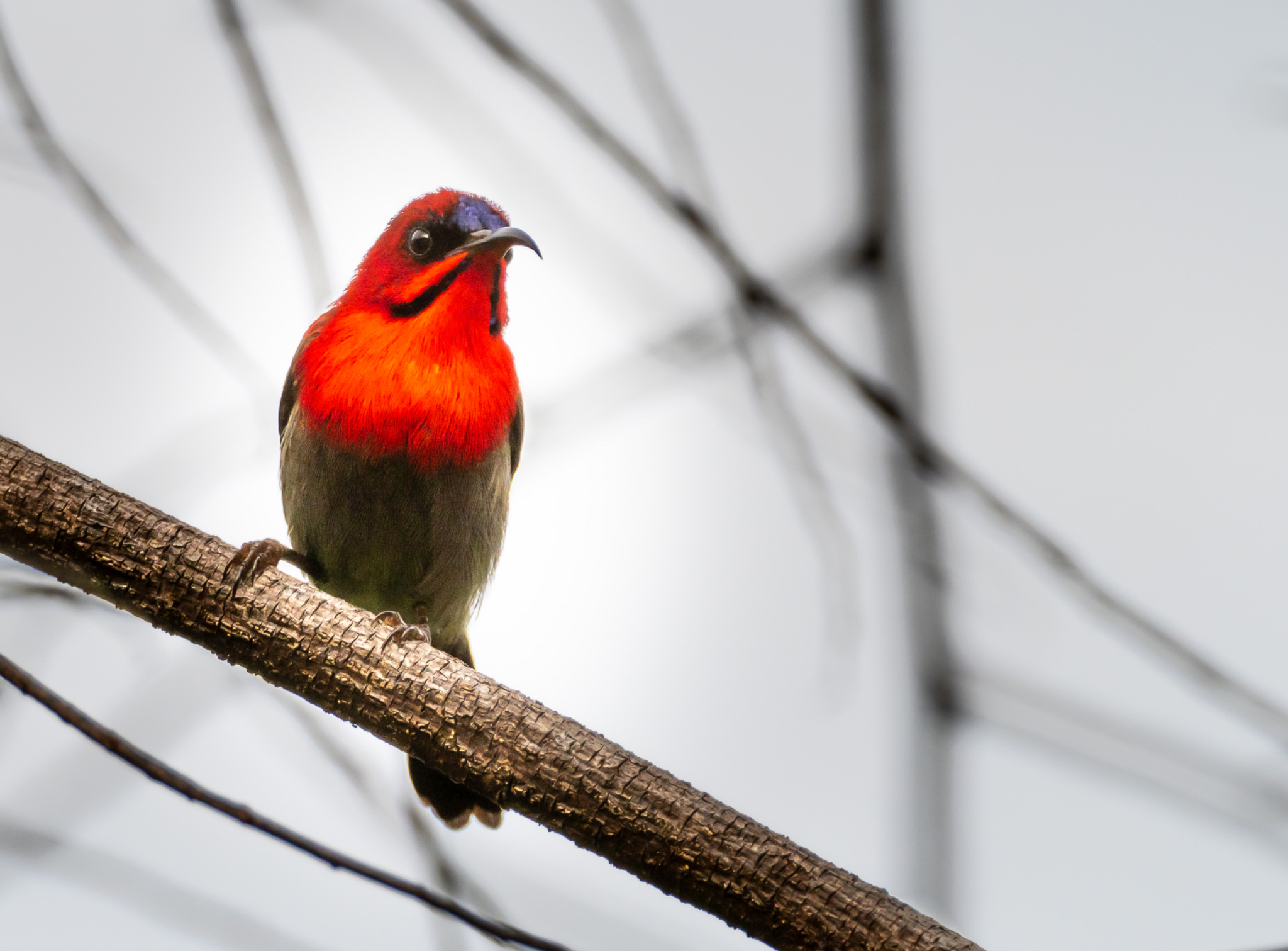 Crimson Sunbird